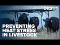 Experts advise on preventing heat stress in livestock during summer heatwaves