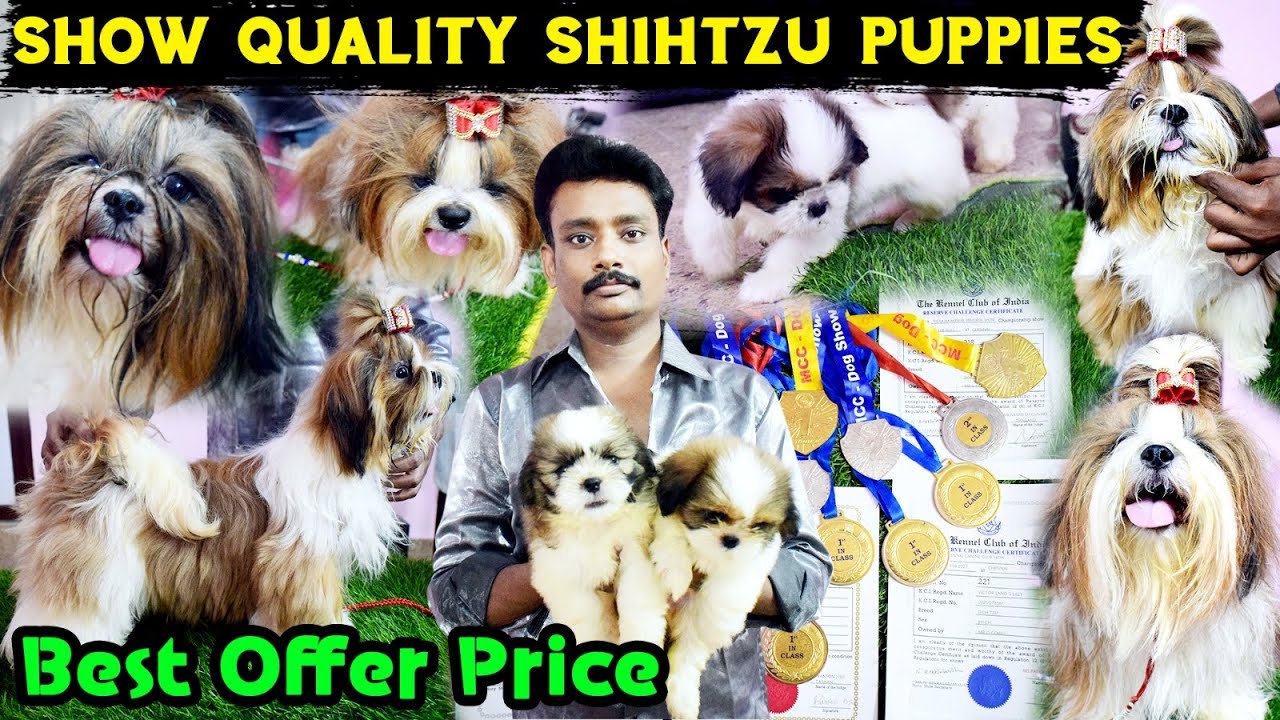 show-quality-shihtzu-puppies-for-sale-in-chennai-adorable-dog-puppies