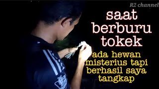 berburu tokek besar di pohon