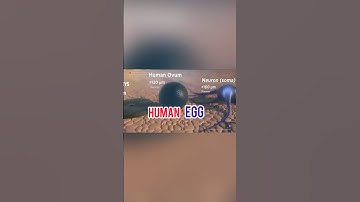 World’s  Microorganisms and their Sizes #Shorts #science