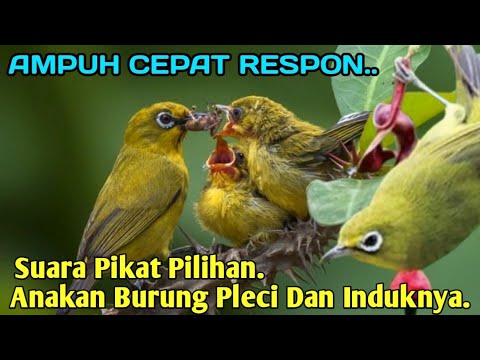 SUARA PIKAT ANAKAN BURUNG PLECI KOMBINASI INDUKANNYA. SUDAH JELAS AMPUH..
