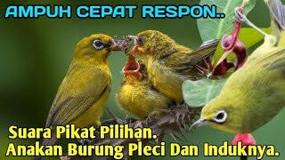 SUARA PIKAT ANAKAN BURUNG PLECI KOMBINASI INDUKANNYA. SUDAH JELAS AMPUH..