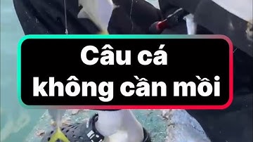 Câu cá không cần móc mồi tại giàn hàu Vân Đồn Quảng Ninh #cauca #fishing #cuoccauca #halongbaytravel