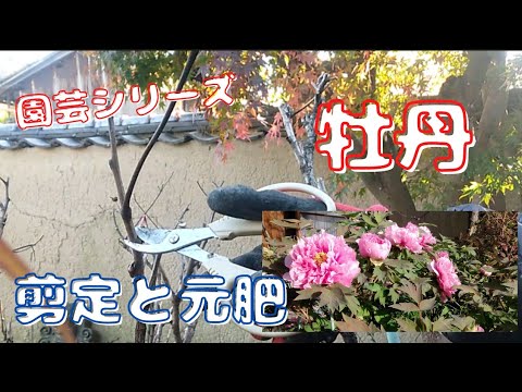 牡丹冬の手入れ 剪定と元肥 園芸シリーズ Youtube
