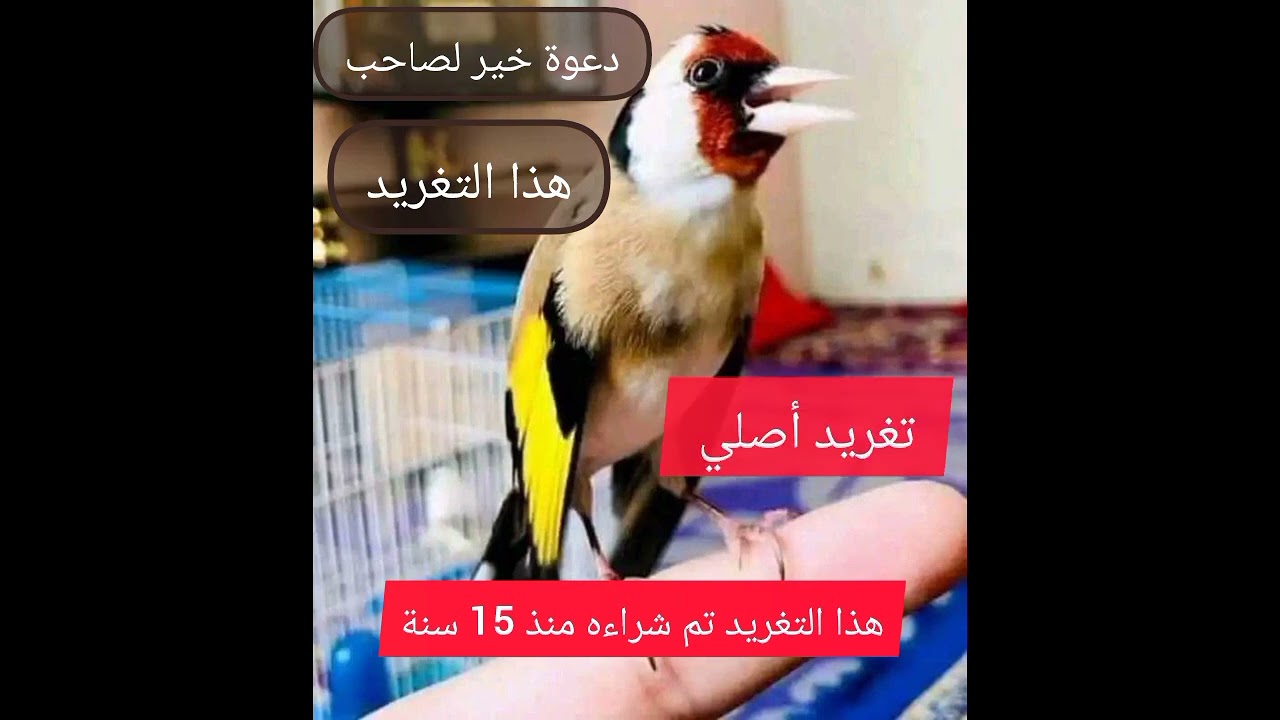 Le chant du chardonneret لأول مرة تغريد حسون حلايمية الأصلي دعوة خير لصاحب هذا التغريد