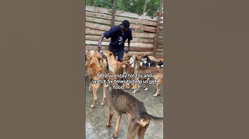 Please don’t scroll, pov you’re a kind soul vist the PayPal link in bio to donate dog food 🍱 🥘🥹🙏