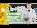 Fungi explained historic mycology biology hyphal growth and the complete mushroom lifecycle