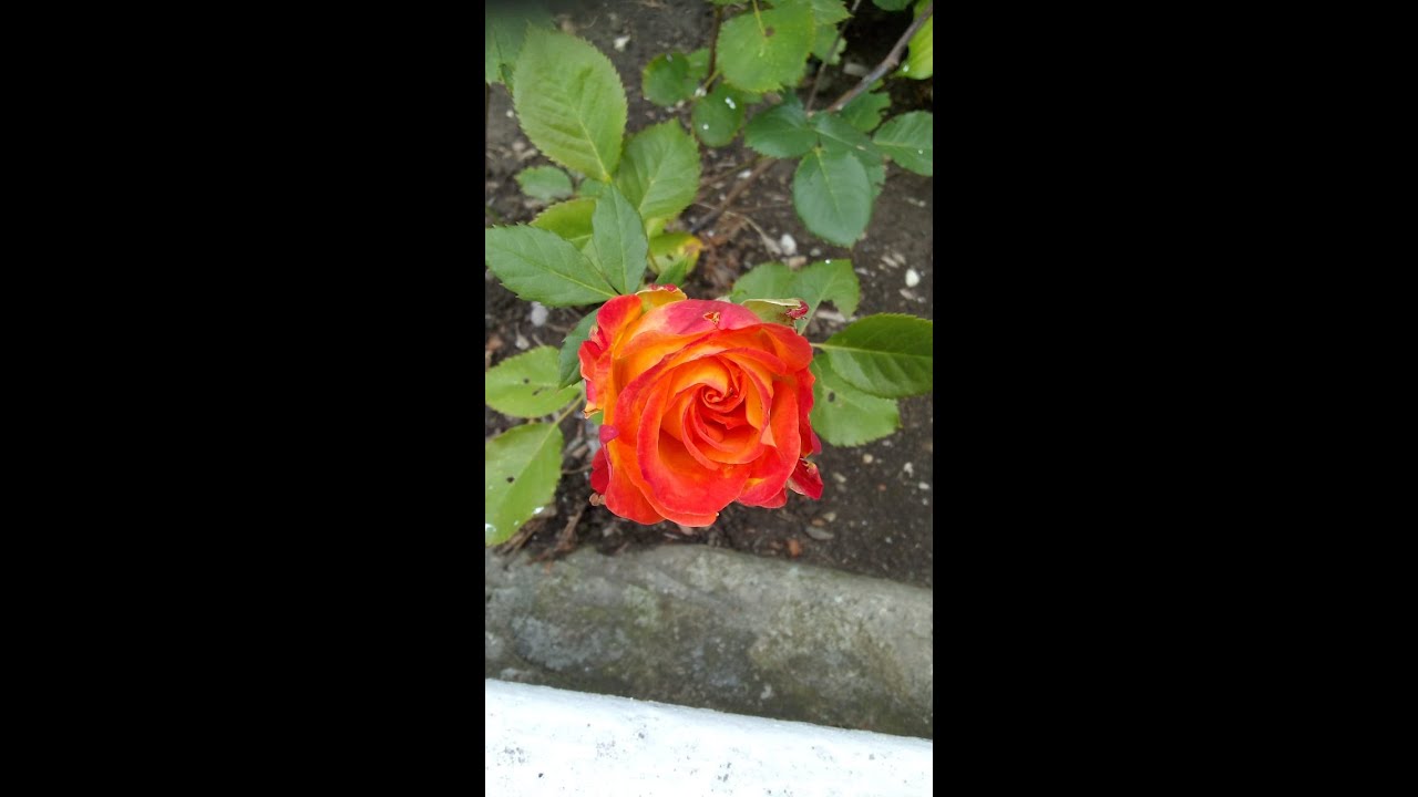 Необычное исполнение песни ланфрен лафра - YouTube