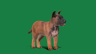 Belgian Shepherd Puppy Dog