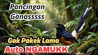 MASTERAN MURAI BATU 🔥 Isian Lengkap Suara Burung untuk Menambah Variasi Kicauan