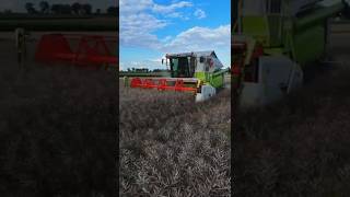 Claas Mega 360 #żniwa2025