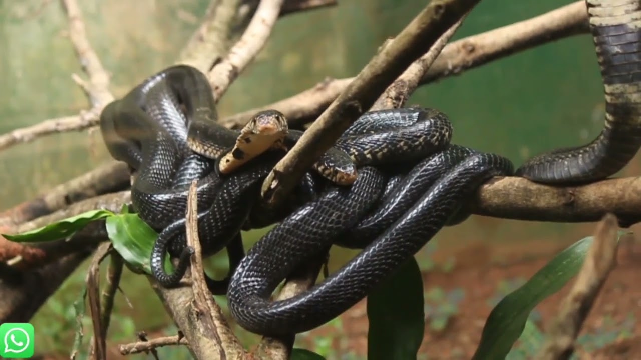 Uganda's Deadliest Monster Reptiles(Reptile Village Entebbe)