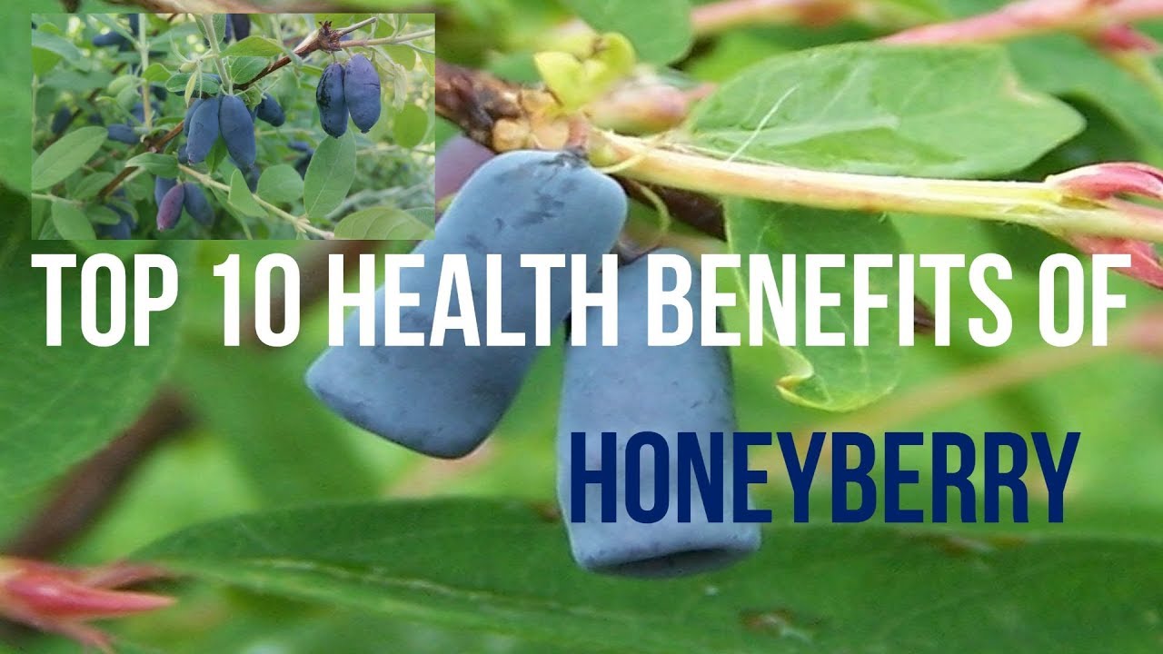 Top 10 Health Benefits of Honeyberry Healthy Wealthy Tips YouTube