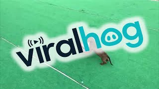 Dachshund Plays With Soccer Ball Viralhog