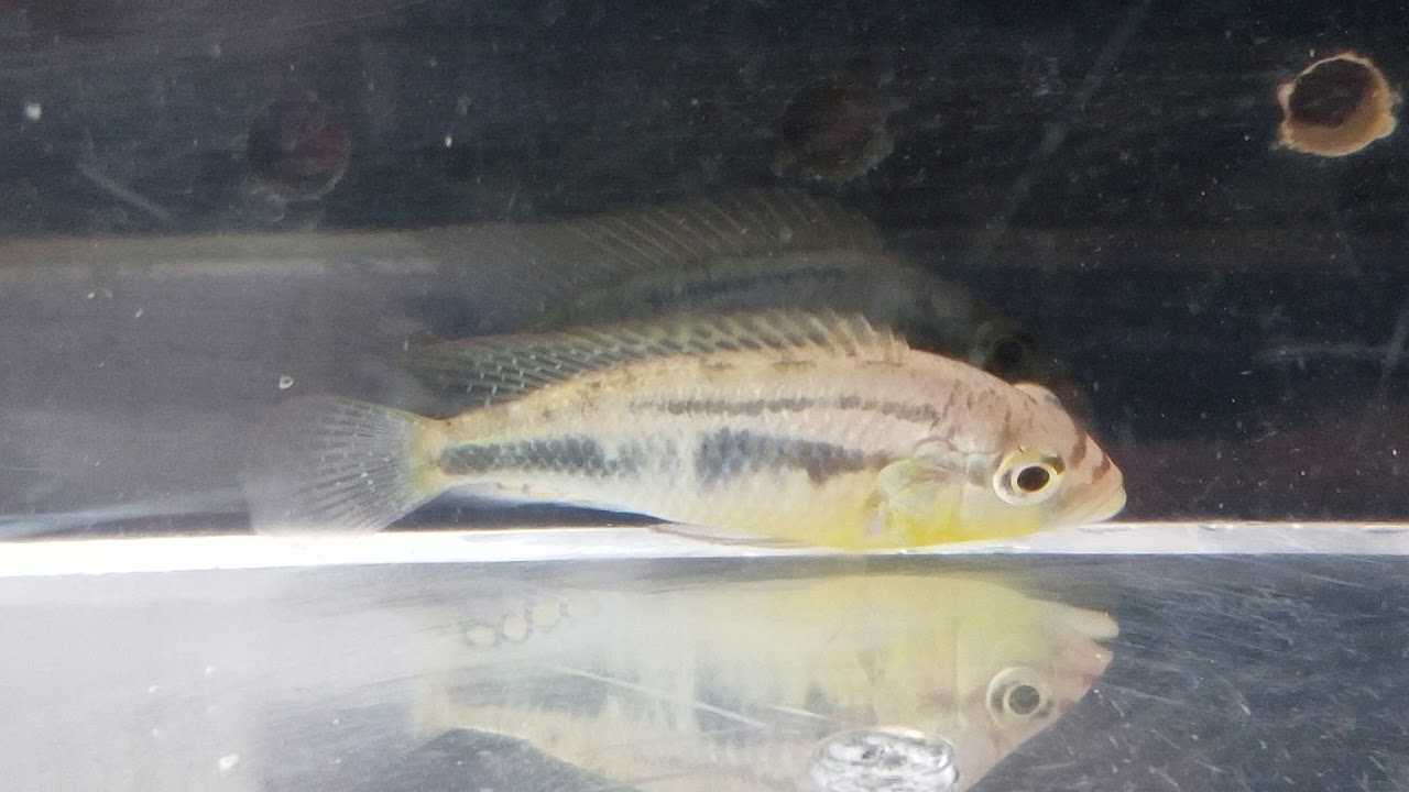 Astatotilapia Burtoni