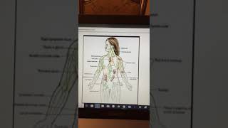 Week 4 | Video Lab Exercise - Lymphatic System