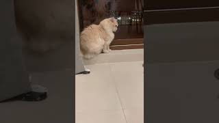 Cat Wants To Go Out To The Balcony To Play