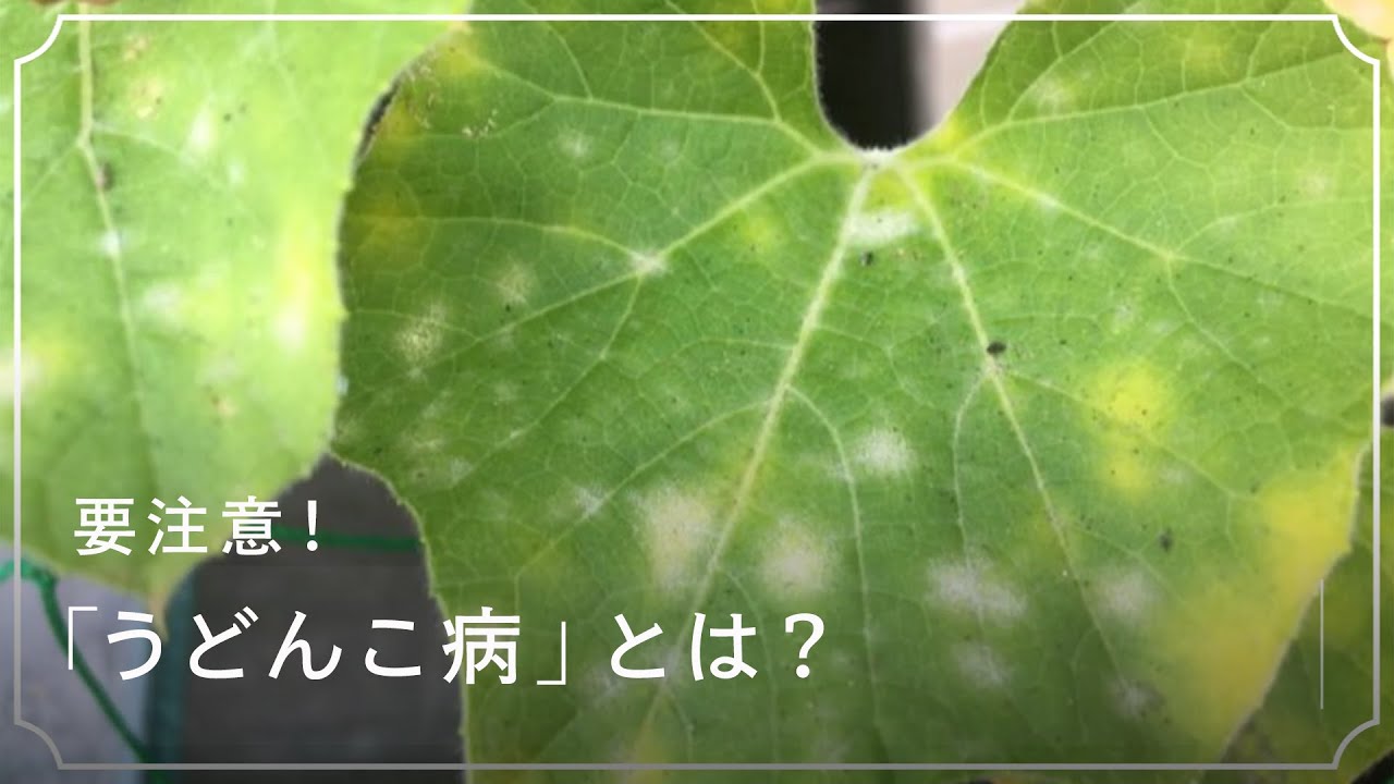 要注意 葉が白い粉に覆われる うどんこ病 の予防 対策方法 Lovegreen ラブグリーン