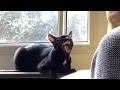 Cat singing blues