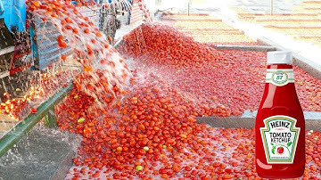 How Tomato Ketchup Is Made - Tomato Harvesting And Processing Process With Modern Technology