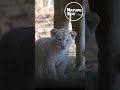 Le Bioparc de Doué-la-Fontaine célèbre la naissance de deux lionceaux ! #zoo #zoos #animaux #lion
