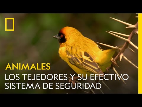 Video: ¿Cuál es la definición de pájaro tejedor?