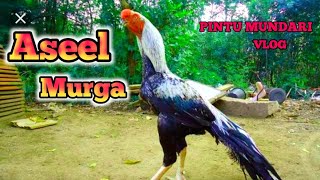 এরকম মুরগি যদি লাগে যোগাযোগ করবেন।Aseel murga screenshot 4