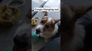 Corgis Hanging out