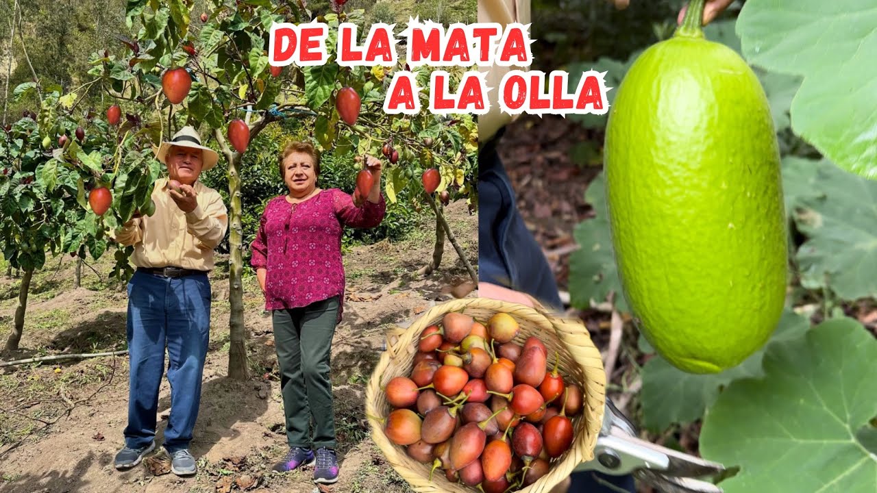 La PANDEMIA les obligo a SALIR de la CIUDAD y a CREAR su propio PARAÍSO 🍑🏡 Josué y Elie
