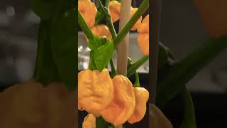 7 Pot Douglah Peppers