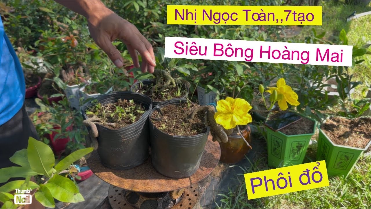 Clip 13…09733 88093 Линь Ань, Super Flower Hoang Mai
