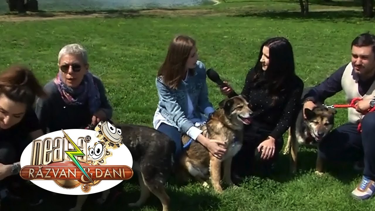 Campanie de informare. Ce obligații au posesorii de animale de companie emisiune antena 1