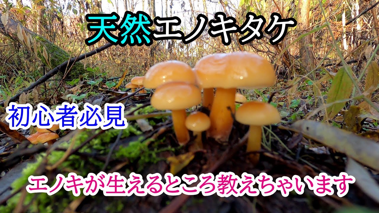 天然エノキタケ採り 初心者必見 エノキタケ採れるポイント教えちゃい