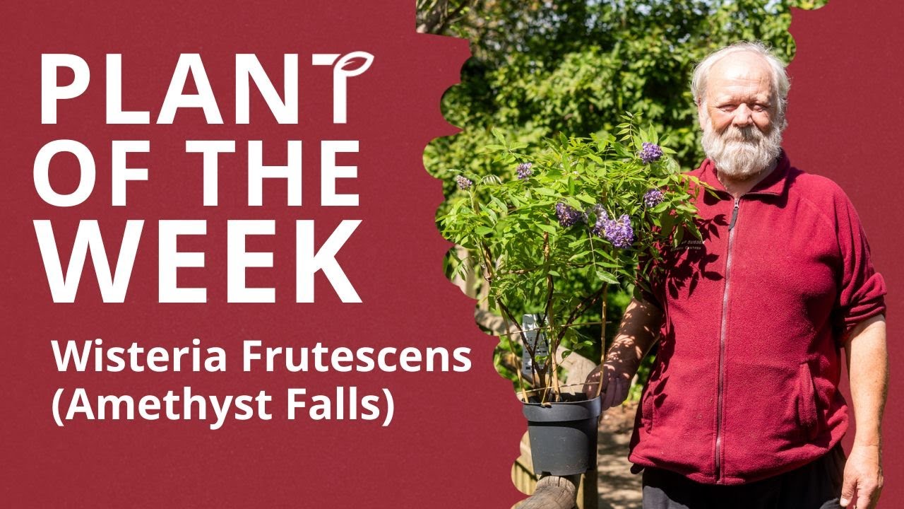 Wisteria frutescens Amethyst Falls