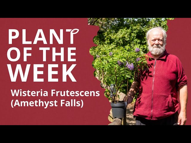 Wisteria frutescens Amethyst Falls - YouTube