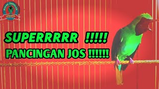 Download Lagu TEMBAKAN NGERI || CUCAK IJO JAMBUL NGENTROK FULL ISIAN KASAR MP3