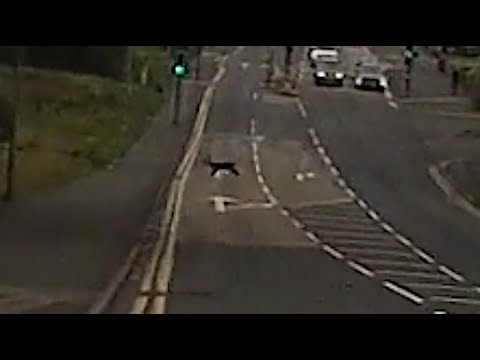Deer crossing the road by Tesco Hattersley, Hyde