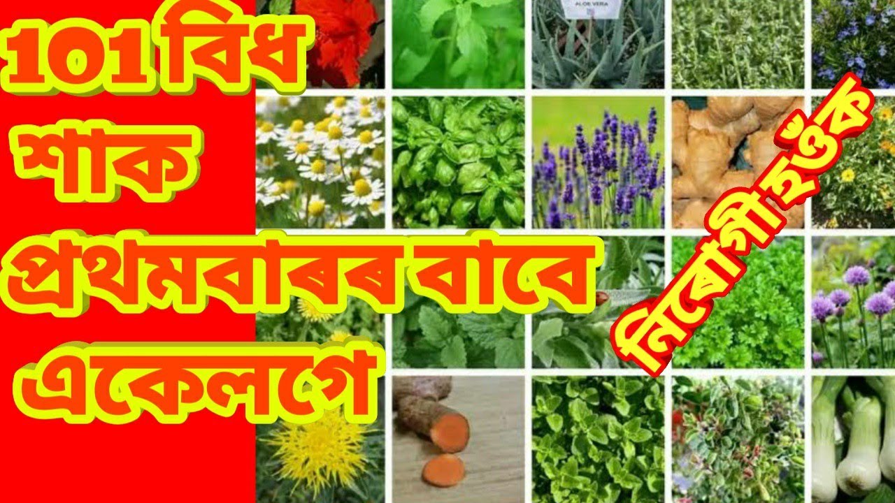 এশ এবিধ অসমীয়া শাকৰ ভিডিঅ'//101 Assamese Herbs's Video//গুণাৰাম খনিকৰৰ ...