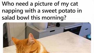 Funny Cat Memes Guaranteed to Make You Smile screenshot 2
