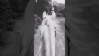 #horseride #horselife  #horselife #horsey #horseaddict #horsephotography #horseworld #ridingseason