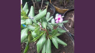 Kerja Apa Saja Hidup Seadanya