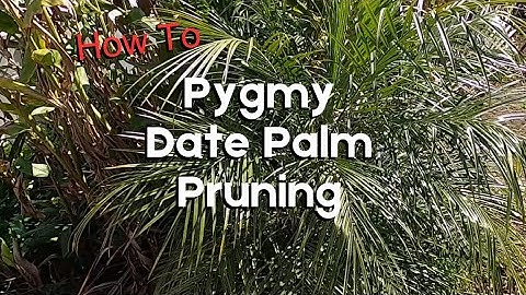 How to Prune a Pygmy Date Palm | Watch Out for the Thorns on this Plant They are Sharp as Needles