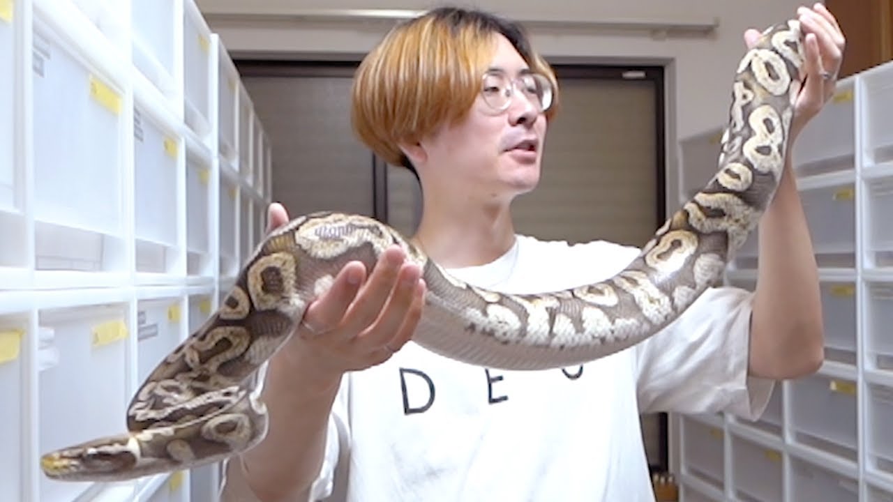 Introducing our top-class giant ball pythons - YouTube