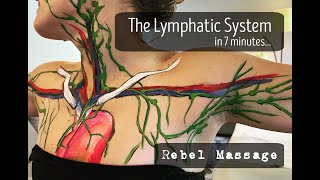 The Lymphatic System In Seven Minutes