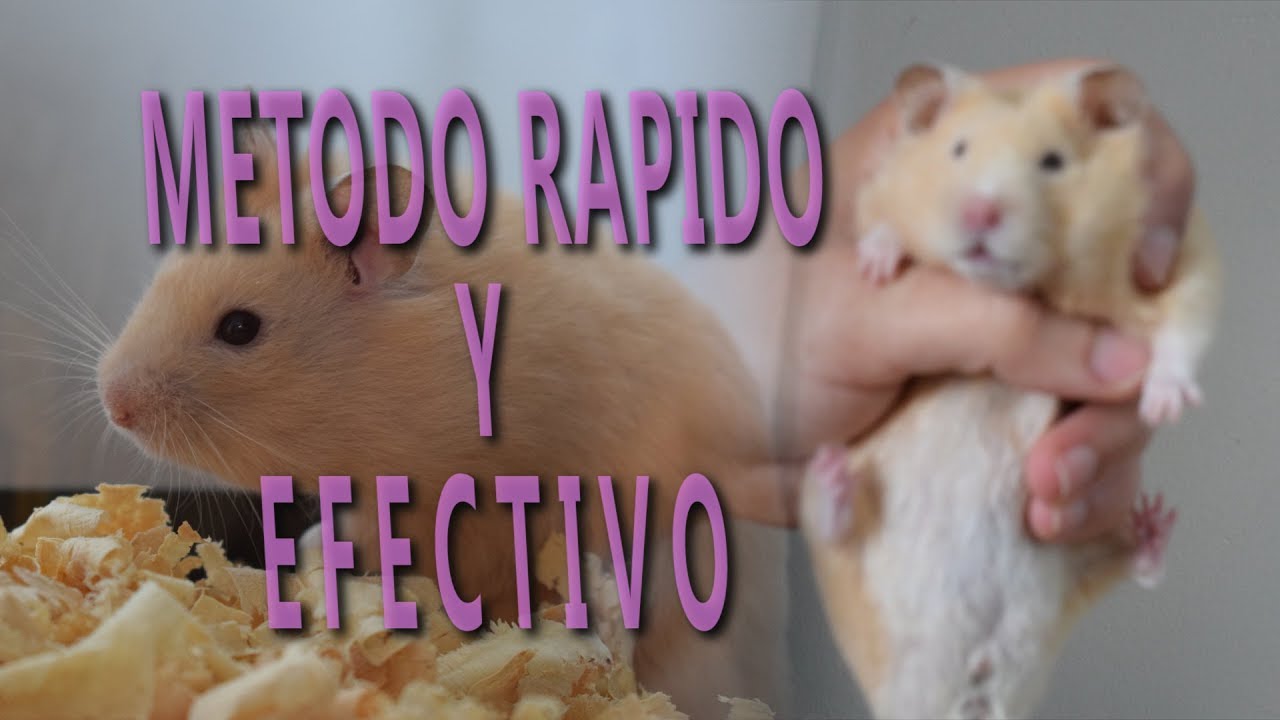 COMO HACER QUE MI HAMSTER NO ME MUERDA / TUTORIAL COMPLETO - YouTube