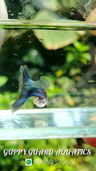Hb blue... #malayalam #reels #trending #viralvideos #video #guppy #petfishlover #petlovers #kerala