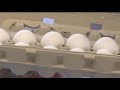 What's needed to bring egg prices back down