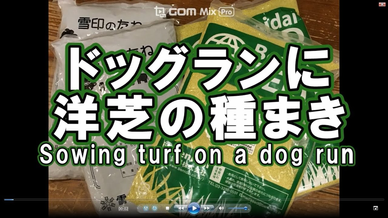 ドッグランに洋芝の種まきをします バミューダグラスという品種ですが暖地性で冬に枯れ ほふく茎で伸展し 高麗芝よりも夏に良く伸び踏圧にも強く しかも種で安いと良い事づくめ Youtube
