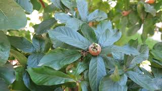Mespilus germanica mišpule německá