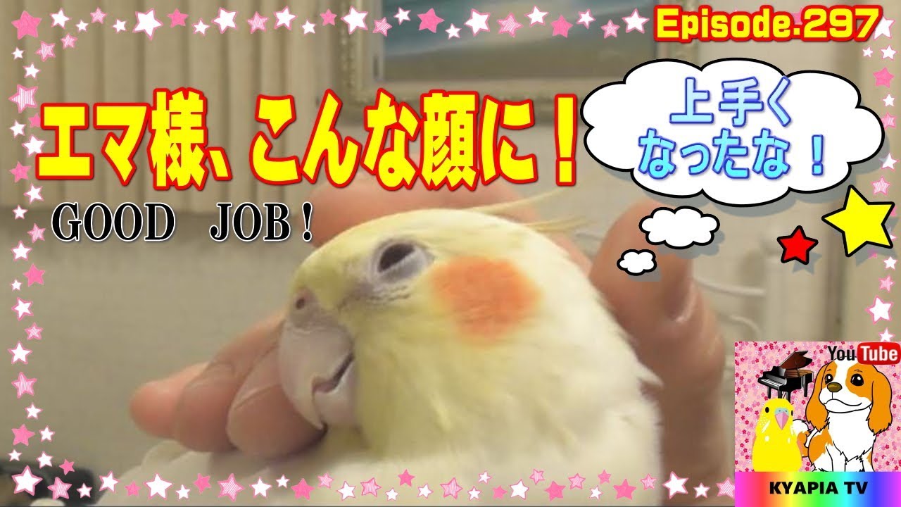 おもしろ可愛いオカメインコ おしゃべり 怒る 犬とインコ3 Cockatiel Youtube おもしろ可愛いオカメインコ おしゃべり 怒る 犬とインコ3 Cockatiel Youtube